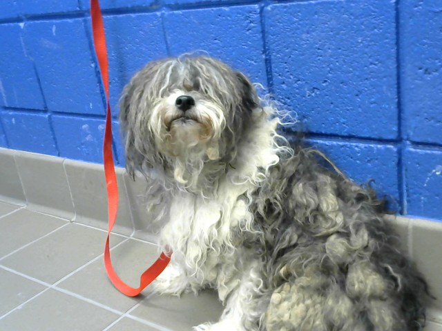 Shelter Stray Male Dog last seen EUBANK AND LOMAS, 8920 Lomas Blvd NE, Albuquerque, NM 87112, USA