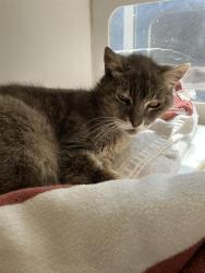 Shelter Stray Female Cat last seen Near BLK ALMOND AVE LONG BEACH CA 90802, 7700 E Spring St, Long Beach, CA 90815, USA