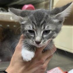 Shelter Stray Female Cat last seen , 232 Eslinger Way, Sanford, FL 32773, USA