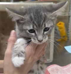 Shelter Stray Female Cat last seen , 232 Eslinger Way, Sanford, FL 32773, USA