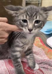Shelter Stray Male Cat last seen , 232 Eslinger Way, Sanford, FL 32773, USA