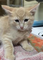 Shelter Stray Male Cat last seen , 232 Eslinger Way, Sanford, FL 32773, USA