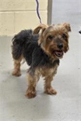Shelter Stray Female Dog last seen CHURCH ST & 17-92, 232 Eslinger Way, Sanford, FL 32773, USA