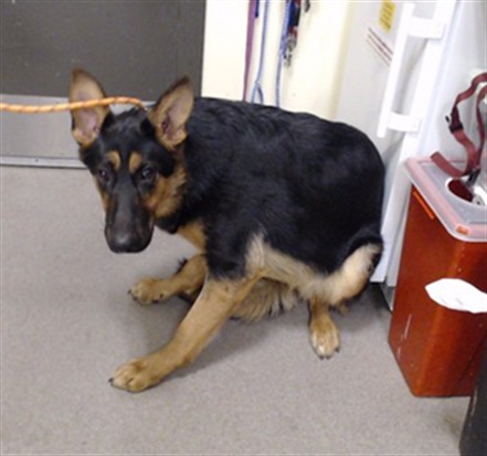 Shelter Stray Female Dog last seen Near BLOCK N PECOS ST, DENVER, CO 80211-2655, UNITED STATES, 1241 W Bayaud Ave, Denver, CO 80223, USA