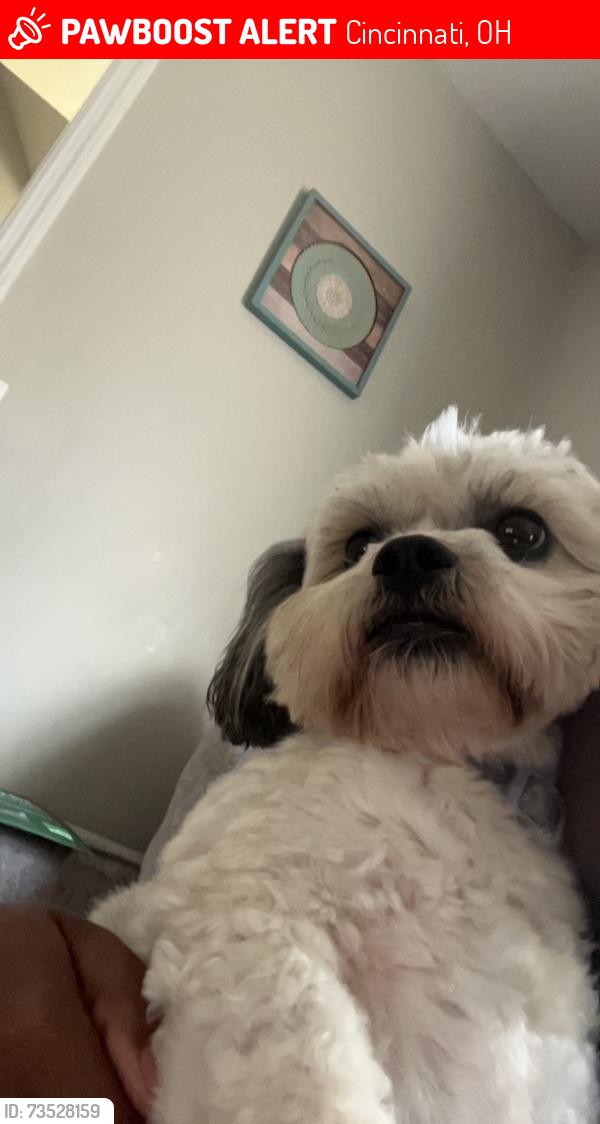 Lost Male Dog last seen Northland Boulevard and west Sharon rd, Cincinnati, OH 45240