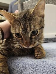 Shelter Stray Male Cat last seen Near BLOCK PAULINE DRIVE, 4950 SW Triana Blvd, Huntsville, AL 35805, USA