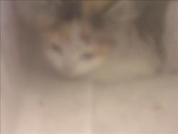 Shelter Stray Unknown Cat last seen , 14409 Vanowen St, Van Nuys, CA 91405, USA