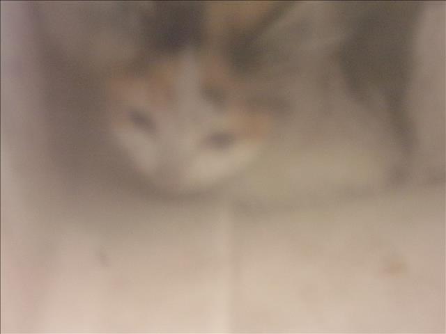 Shelter Stray Unknown Cat last seen , 14409 Vanowen St, Van Nuys, CA 91405, USA