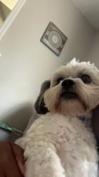 Lost Male Dog last seen Northland Boulevard and west Sharon rd, Cincinnati, OH 45240