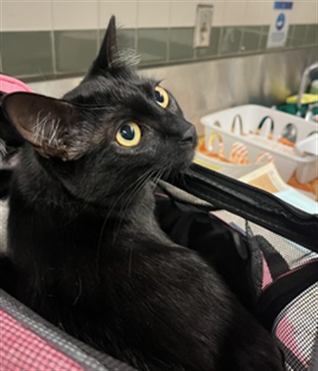 Shelter Stray Female Cat last seen , 14409 Vanowen St, Van Nuys, CA 91405, USA
