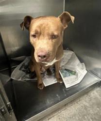 Shelter Stray Male Dog last seen , 14409 Vanowen St, Van Nuys, CA 91405, USA