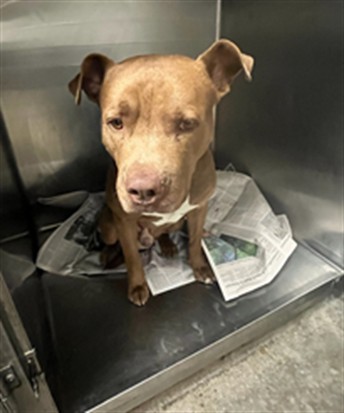Shelter Stray Male Dog last seen , 14409 Vanowen St, Van Nuys, CA 91405, USA