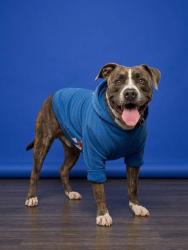Shelter Stray Male Dog last seen Near BLOCK RAMPART ROAD, 2020 Forest St, Jacksonville, FL 32204, USA