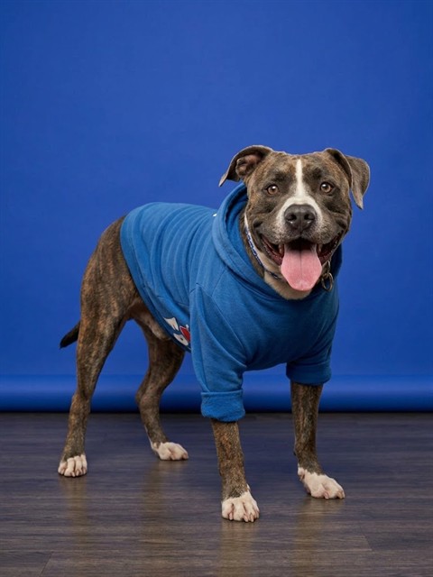 Shelter Stray Male Dog last seen Near BLOCK RAMPART ROAD, 2020 Forest St, Jacksonville, FL 32204, USA