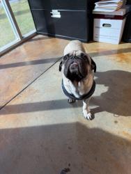 Found/Stray Male Dog last seen Lakewood and Somerset, Bellflower, CA 90706