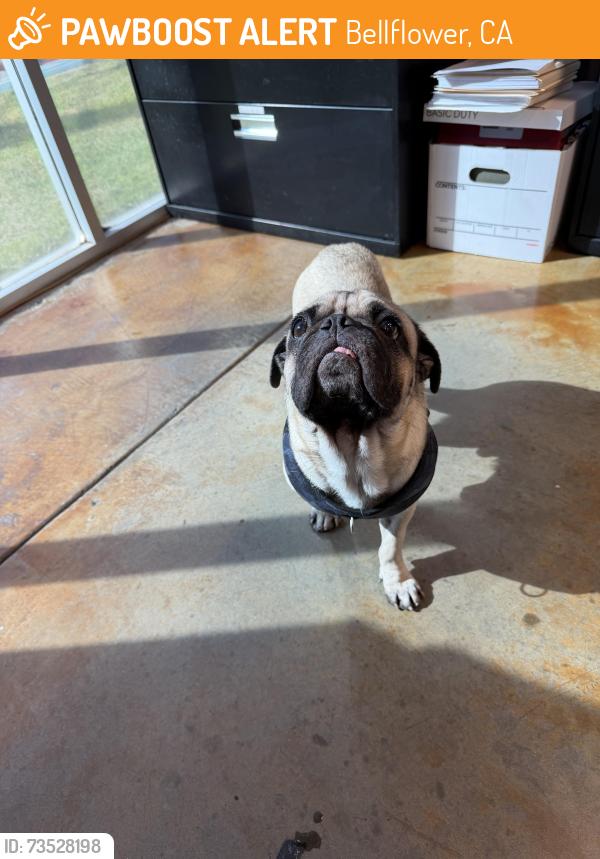 Found/Stray Male Dog last seen Lakewood and Somerset, Bellflower, CA 90706