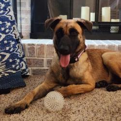 Shelter Stray Female Dog last seen CHARLOTTE, 8315 Byrum Dr, Charlotte, NC 28217, USA