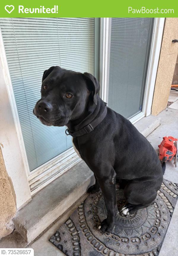 Reunited Male Dog last seen McMahon near Fineland, Albuquerque, NM 87114