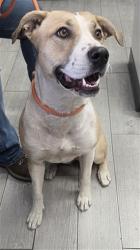 Shelter Stray Female Dog last seen LAKE ISABELLA BLVD / COMMERCIAL AVE LAKE ISABELLA CA 93240, 3951 Fruitvale Ave, Bakersfield, CA 93308, USA