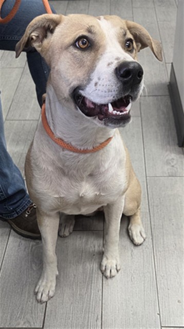 Shelter Stray Female Dog last seen LAKE ISABELLA BLVD / COMMERCIAL AVE LAKE ISABELLA CA 93240, 3951 Fruitvale Ave, Bakersfield, CA 93308, USA