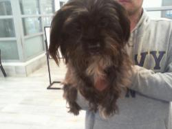 Shelter Stray Female Dog last seen CHARLOTTE, 8315 Byrum Dr, Charlotte, NC 28217, USA