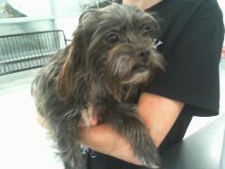 Shelter Stray Female Dog last seen CHARLOTTE, 8315 Byrum Dr, Charlotte, NC 28217, USA