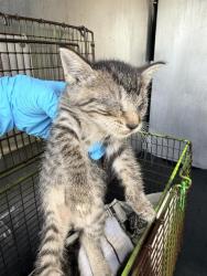 Shelter Stray Female Cat last seen Near BLOCK RUIZ ST, 4710 TX-151, San Antonio, TX 78227, USA
