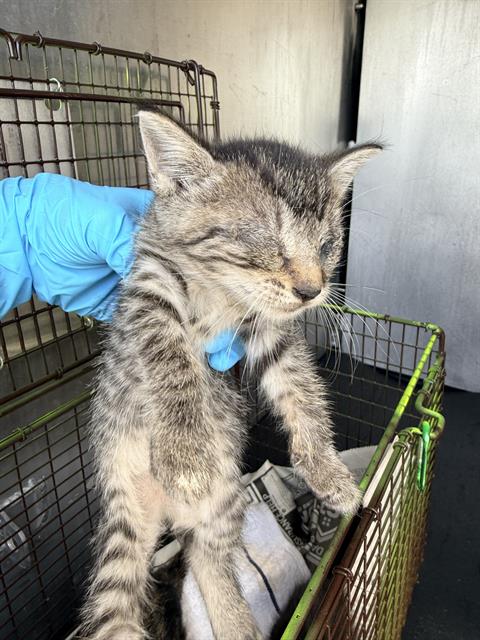 Shelter Stray Female Cat last seen Near BLOCK RUIZ ST, 4710 TX-151, San Antonio, TX 78227, USA