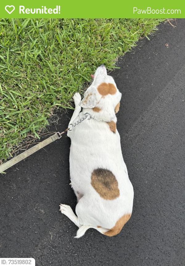 Reunited Female Dog last seen Saddlehorn Trail, Clay County, FL 32068