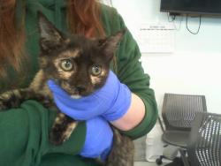 Shelter Stray Female Cat last seen CHARLOTTE, 8315 Byrum Dr, Charlotte, NC 28217, USA