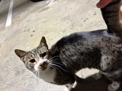 Found/Stray Male Cat last seen By the golf cages, Alameda, CA 94501