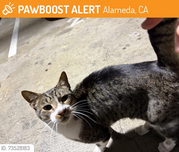 Found/Stray Male Cat last seen By the golf cages, Alameda, CA 94501