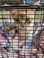 Shelter Stray Unknown Cat last seen Near BLOCK BURTON, 4710 TX-151, San Antonio, TX 78227, USA