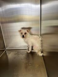Shelter Stray Female Dog last seen Near BRAGG BLVD, FAYETTEVILLE NC 28301, 4704 Corporation Dr, Fayetteville, NC 28306, USA