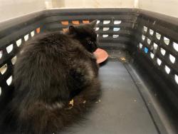 Shelter Stray Male Cat last seen Near BLOCK N TEUTONIA AVE, 3839 W Burnham St, West Milwaukee, WI 53215, USA