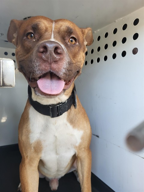 Shelter Stray Male Dog last seen Near BLK EL RANCHO DR, BAKERSFIELD CA, 201 S Mt Vernon Ave, Bakersfield, CA 93307, USA