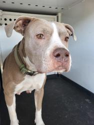 Shelter Stray Female Dog last seen Near BLK EL RANCHO DR, BAKERSFIELD CA, 201 S Mt Vernon Ave, Bakersfield, CA 93307, USA