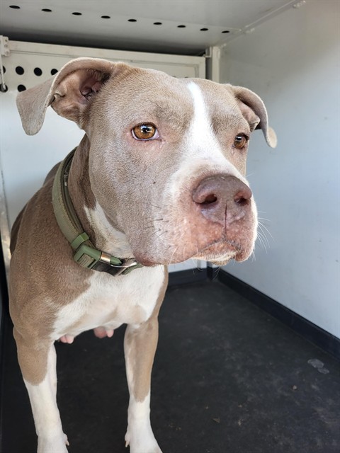 Shelter Stray Female Dog last seen Near BLK EL RANCHO DR, BAKERSFIELD CA, 201 S Mt Vernon Ave, Bakersfield, CA 93307, USA