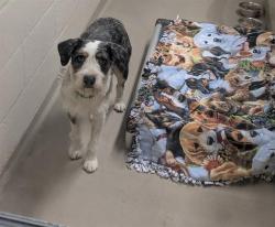 Shelter Stray Male Dog last seen Near BLOCK KENT BLACK DIAMOND RD SE, KENT WA 98042, 21615 64th Ave S, Kent, WA 98032, USA
