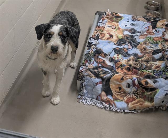 Shelter Stray Male Dog last seen Near BLOCK KENT BLACK DIAMOND RD SE, KENT WA 98042, 21615 64th Ave S, Kent, WA 98032, USA