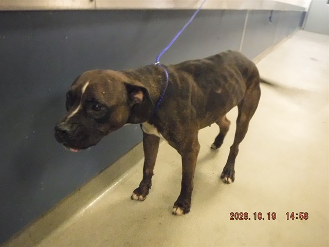 Shelter Stray Female Dog last seen Near BLOCK NW 84TH ST, 3599 NW 79th Ave, Doral, FL 33122, USA