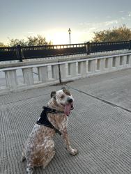 Lost Male Dog last seen Broad and main st, Mansfield, TX 76063