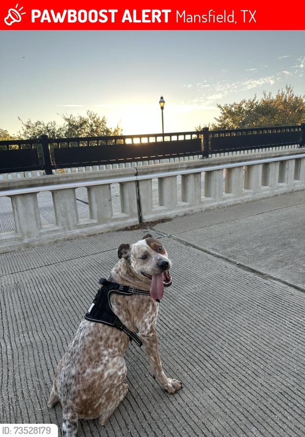 Lost Male Dog last seen Broad and main st, Mansfield, TX 76063