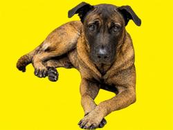 Shelter Stray Male Dog last seen Near BLOCK SW 213 TER, 3599 NW 79th Ave, Doral, FL 33122, USA