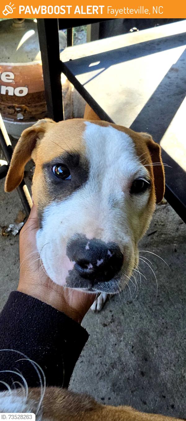 Found/Stray Female Dog last seen Southgate, Fayetteville, NC 28314