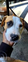 Found/Stray Female Dog last seen Southgate, Fayetteville, NC 28314