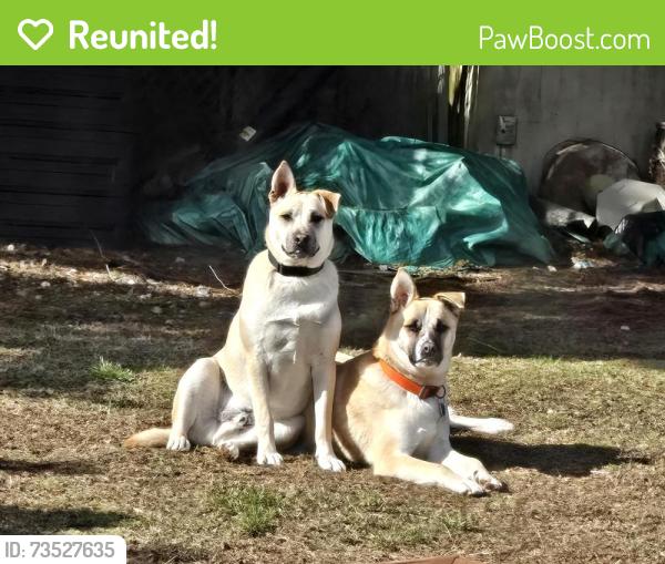 Reunited Male Dog last seen Blakelakelake Belmore, Olympia, WA 98512