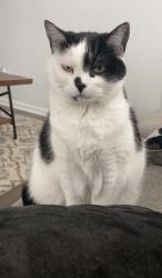 Reunited Female Cat last seen Sturgeon Street, Smithfield, NC 27577