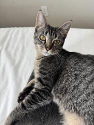 Reunited Male Cat last seen Skylar Meadows Ct and Andorra Pt Trace, Richmond, TX 77407