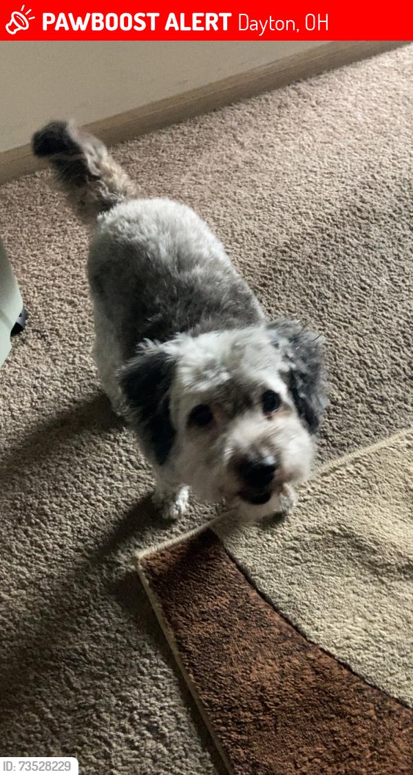 Lost Female Dog last seen Cloud park dr and Brandt pike, Dayton, OH 45424